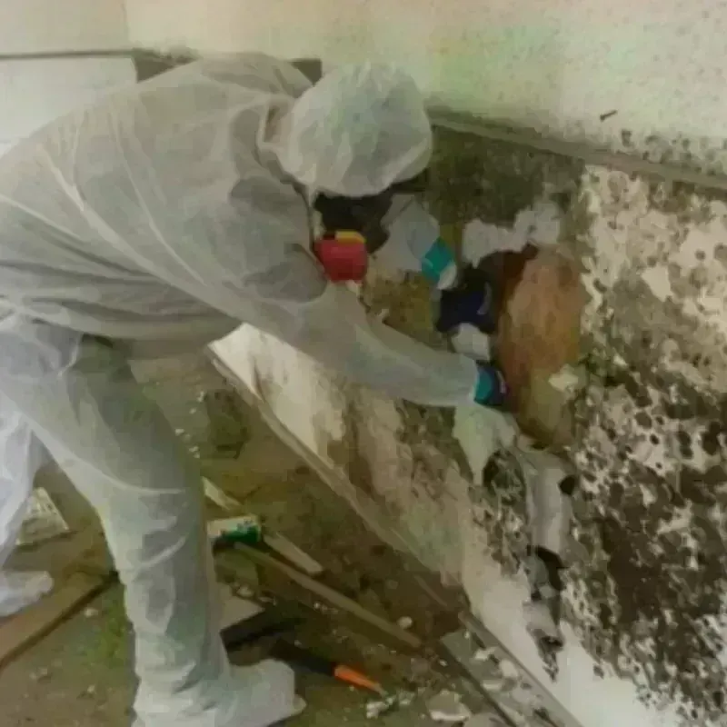 Mold Remediation and Removal in Felton, CA